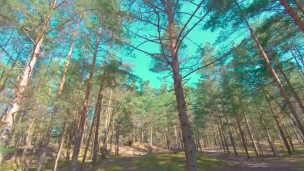 Spacer po lesie sosnowym w słoneczny letni dzień — Wideo stockowe