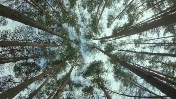 View Up to the Pine Crowns in Summer Forest — Stock Video