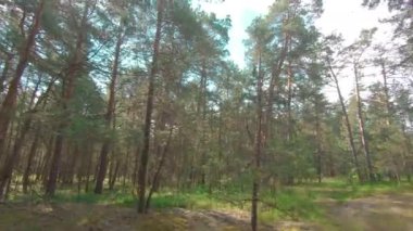 Güneşli yaz gününde Çam Ormanı 'nda yürümek