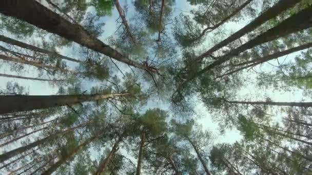 Widok na sosnowe korony w letnim lesie — Wideo stockowe