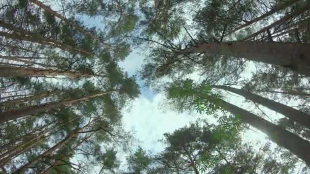 Kilátás akár a fenyőkorona a nyári erdőben — Stock videók