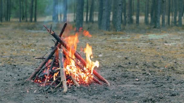 A Bonfire in the Forest - Pomalý pohyb — Stock video