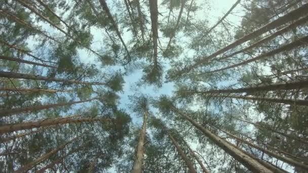 夏季森林中的松树冠景观 — 图库视频影像