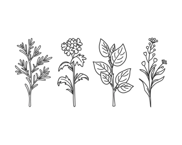 Set Fleurs Sauvages Linéaires Dessin Main Fleurs Feuilles Illustration Vectorielle — Image vectorielle