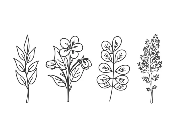 Desenho Mão Flores Silvestres Ervas Ilustração Vetorial — Vetor de Stock