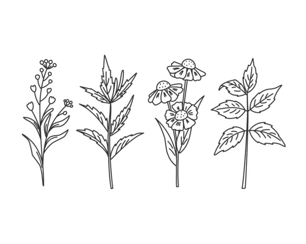 Lineare Reihe Von Blättern Kräutern Zweigen Und Blüten Vektorillustration — Stockvektor