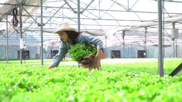Wanita petani Asia yang memegang kotak Wooden diisi dengan sayuran salad dalam sistem pertanian hidroponik di rumah kaca. Konsep makanan organik mengendalikan lingkungan, pencahayaan, suhu, air — Stok Video