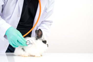 Veterinerler kliniklerdeki tüylü tavşan kalbi ve akciğerini kontrol etmek için stetoskop kullanır. Hastanedeki bir profesyonelle hayvan sağlığı hizmeti kavramı