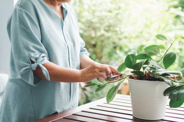 Mutlu ve gülümseyen Asyalı yaşlı bir kadın huzurevinde emeklilikten sonra bir hobi ediniyor. Mutlu bir yaşam tarzı ve yaşlılar için sağlıklı yaşam kavramı.