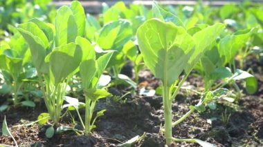 Kale 'e organik ekin ve çiftçiler tarafından hasat edilmeyi bekliyor..