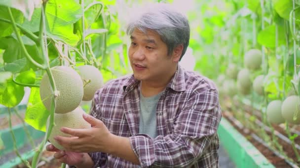 Feliz granjero asiático de edad avanzada sentado en un invernadero y comprobar el melón en una granja orgánica para la cosecha al mercado. Concepto de agricultura ecológica y alimentación saludable — Vídeo de stock