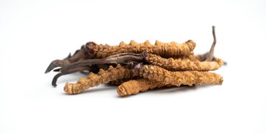 Ophiocordyceps sinensis ya da mantar kordisepsi kapatın. Bu bir şifalı bitkidir. Hastalıkların tedavisinde tıbbi özellikler.