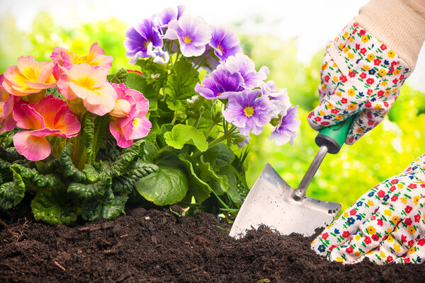 Planting flowers in a garden