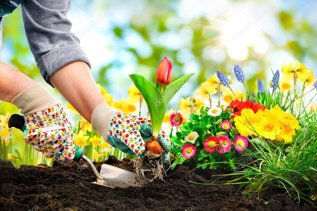 Planting flowers in a garden