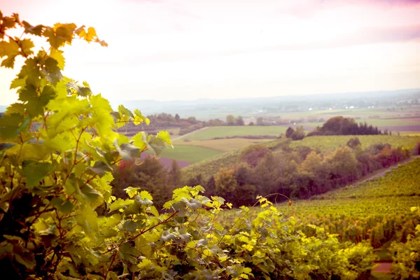 Vineyards at sunset — Stok fotoğraf