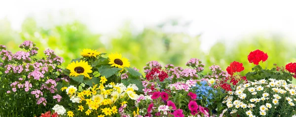 Bloemen in de tuin — Stockfoto