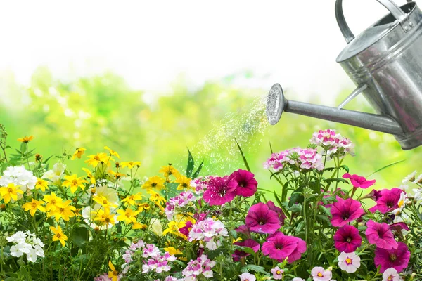 Bevattning blommor i trädgården — Stockfoto
