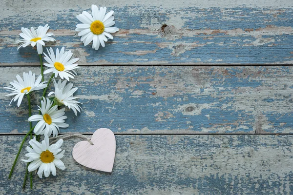 Daisy flowers on wooden background — Stock Photo, Image