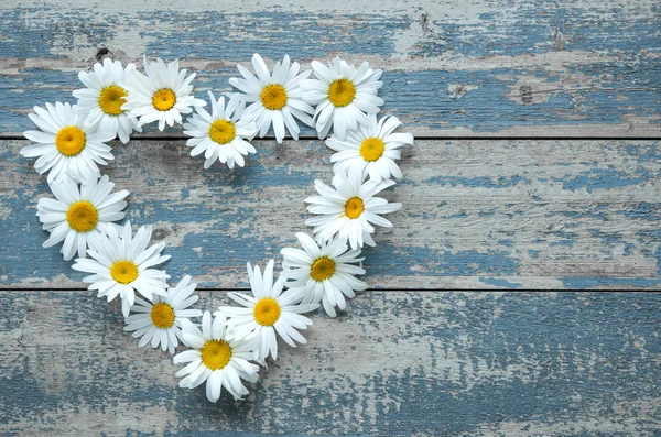 Daisy flowers on wooden background — Stock Photo, Image