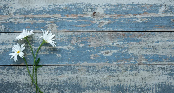 Fleurs de marguerite sur fond en bois — Photo