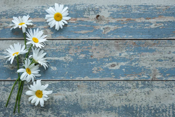 Daisy flowers on wooden background — Stock Photo, Image