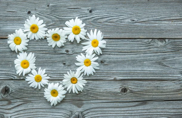 Fleurs de marguerite sur fond en bois — Photo