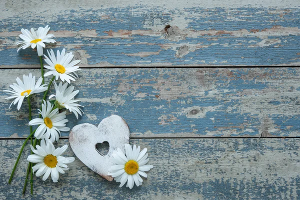 Daisy flowers on wooden background — Stock Photo, Image