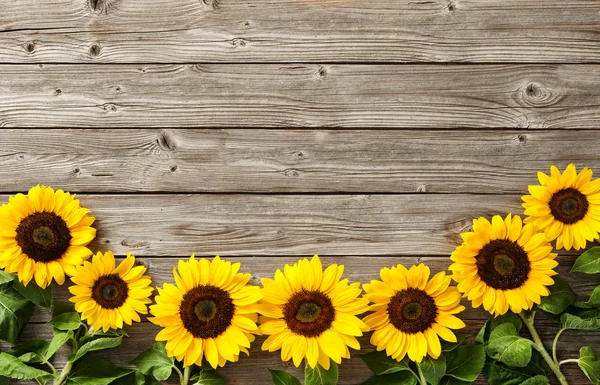 Sunflowers on wooden board — Stock Photo, Image