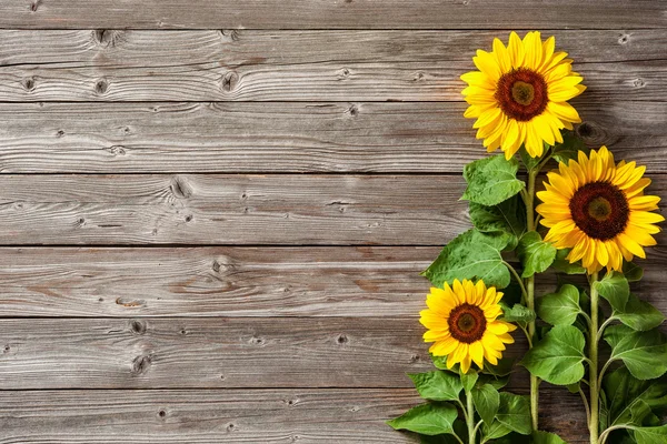 Sonnenblumen auf Holzbrett — Stockfoto