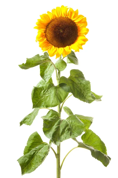 Sunflower isolated on white — Stock Photo, Image