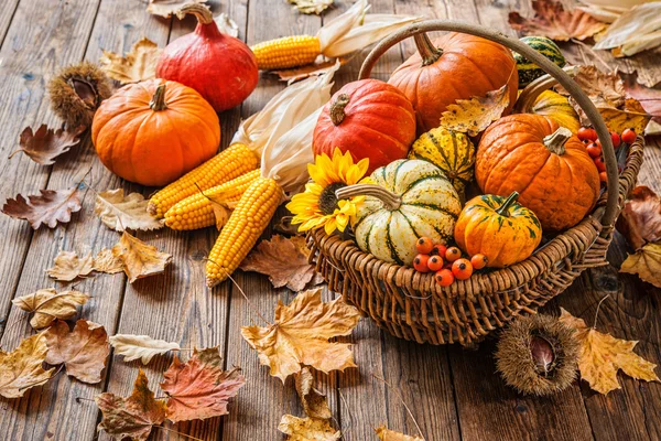 Bodegón de otoño con calabazas, mazorcas de maíz y hojas — Foto de Stock