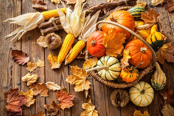 Bodegón de otoño con calabazas, mazorcas de maíz y hojas — Foto de Stock