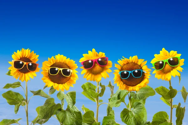 Sonnenblumen mit Sonnenbrille — Stockfoto