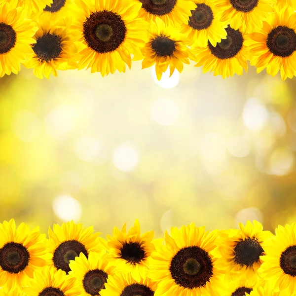 Yellow sunflowers background — Stock Photo, Image