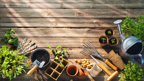 Gardening Tools Seedlings Wooden Table Greenhouse Spring Garden — Stock Photo, Image