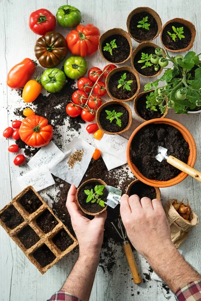 Farmer Planting Young Tomatoes Seedlings Wooden Table — Stock Photo, Image