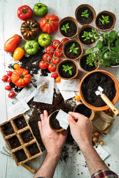 Pěstování Rajčat Farmář Zaseje Rajčata Nádobách — Stock fotografie