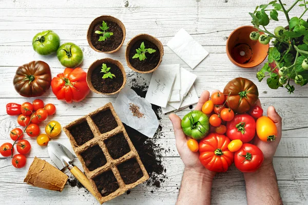 Landwirt Zeigt Verschiedene Tomatensorten Auf Tisch Mit Erde Samen Und — Stockfoto