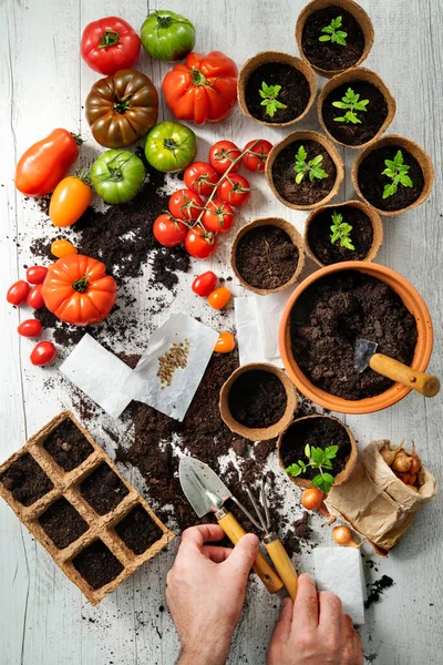 Tomatenanbau Verschiedene Sorten Von Tomaten Jungpflanzen Samen Und Gartengeräten Auf — Stockfoto