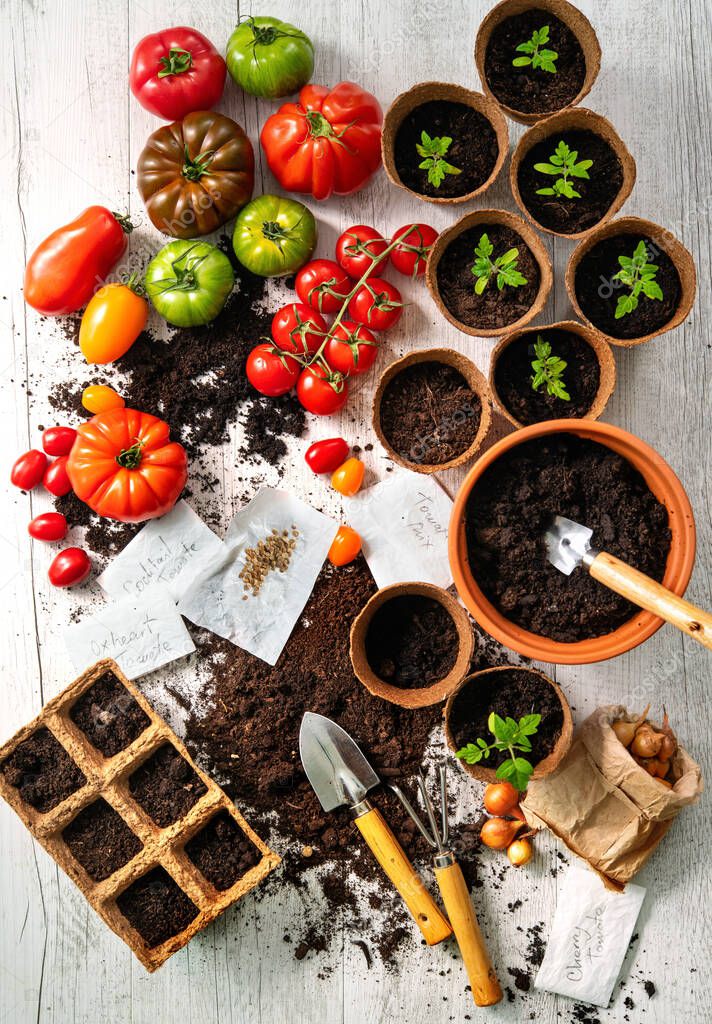 Tomatoes cultivation. Different varieties of tomatoes, young seedlings, seeds and and gardening tools on wooden table