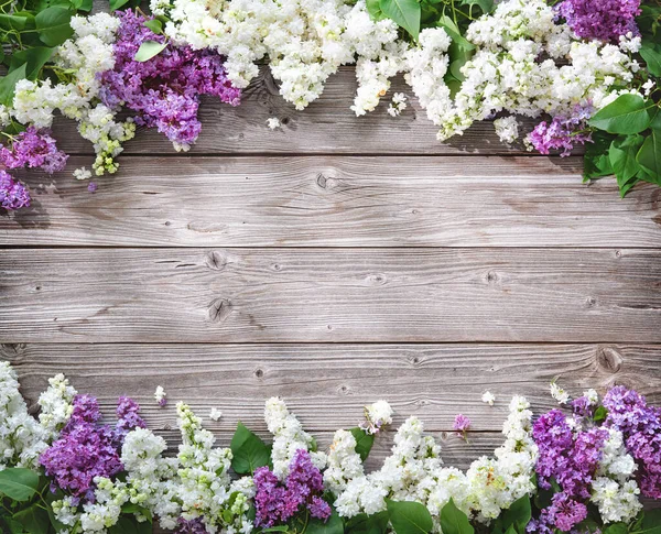 Flores Florecientes Color Púrpura Lila Blanca Syringa Vulgaris Sobre Fondo — Foto de Stock