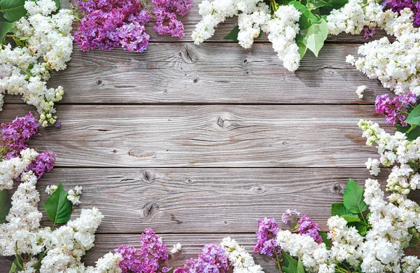 Цветущие Фиолетовые Белые Сиреневые Цветы Syringa Vulgaris Деревенском Деревянном Фоне — стоковое фото