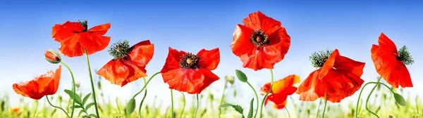 Valmueblomster Marken Blå Himmel Baggrund - Stock-foto