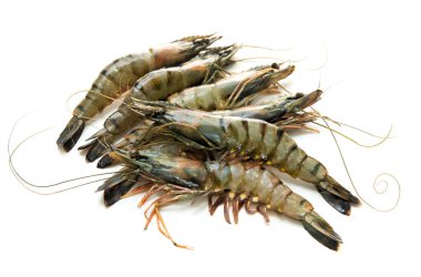 Beyaz arka planda siyah kaplan karidesleri