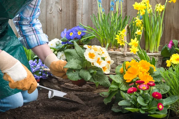 Gärtner pflanzt Blumen — Stockfoto