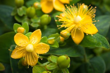 St. John's Wort clipart