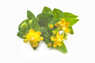 St Johns wort isolated clipart