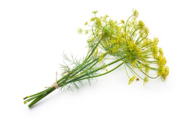 Dill beyaz üzerine izole