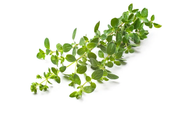 Oregano op een witte achtergrond — Stockfoto