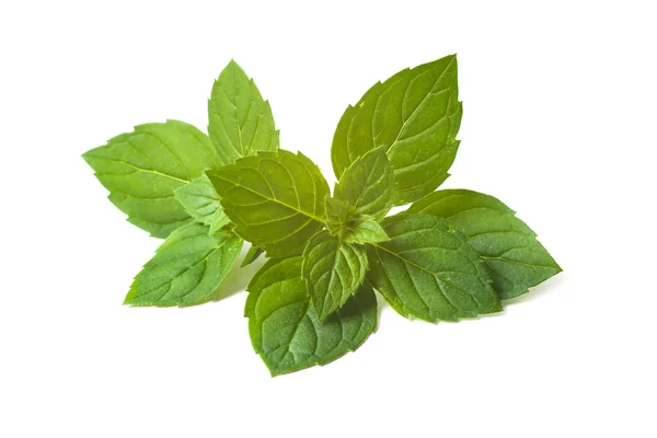 Mint leaves — Stock Photo, Image